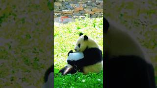 7.16福宝:姨姨们您们没有冰玩吧😌羡慕我了吧😆 #大熊猫 #大熊猫福宝 #panda #푸바오 #来这吸熊猫