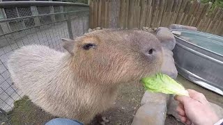 You can now take part in “wild encounters” at the toronto zoo --
and choose from 16 different behind-the-scenes tours. audra brown with
how people get up...