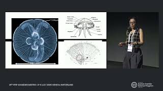 System-wide flow dynamics in developing biological networks