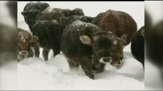 Heavy snowfalls in northwest China