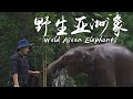 阿盆姐的Vlog｜探访云南西双版纳最后的野生亚洲象！【滇西小哥】