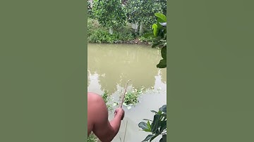 Câu cá miệt vườn - miền Tây sông nước | bap bap tv