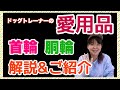 犬の首輪と胴輪　ドッグトレーナー愛用品のご紹介！それぞれについて解説します