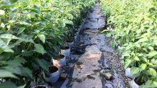 Chili Farm Business & Technique for Sale in Nibong Tebal