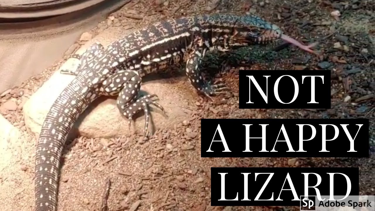 geckos for sale Tegu Puberty- What You NEED To Know