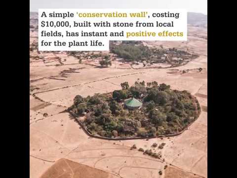 Ethiopian Church Forest Conservation
