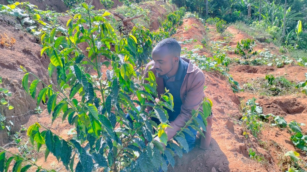 С какими проблемами сталкиваются фермеры, выращивающие кофе?