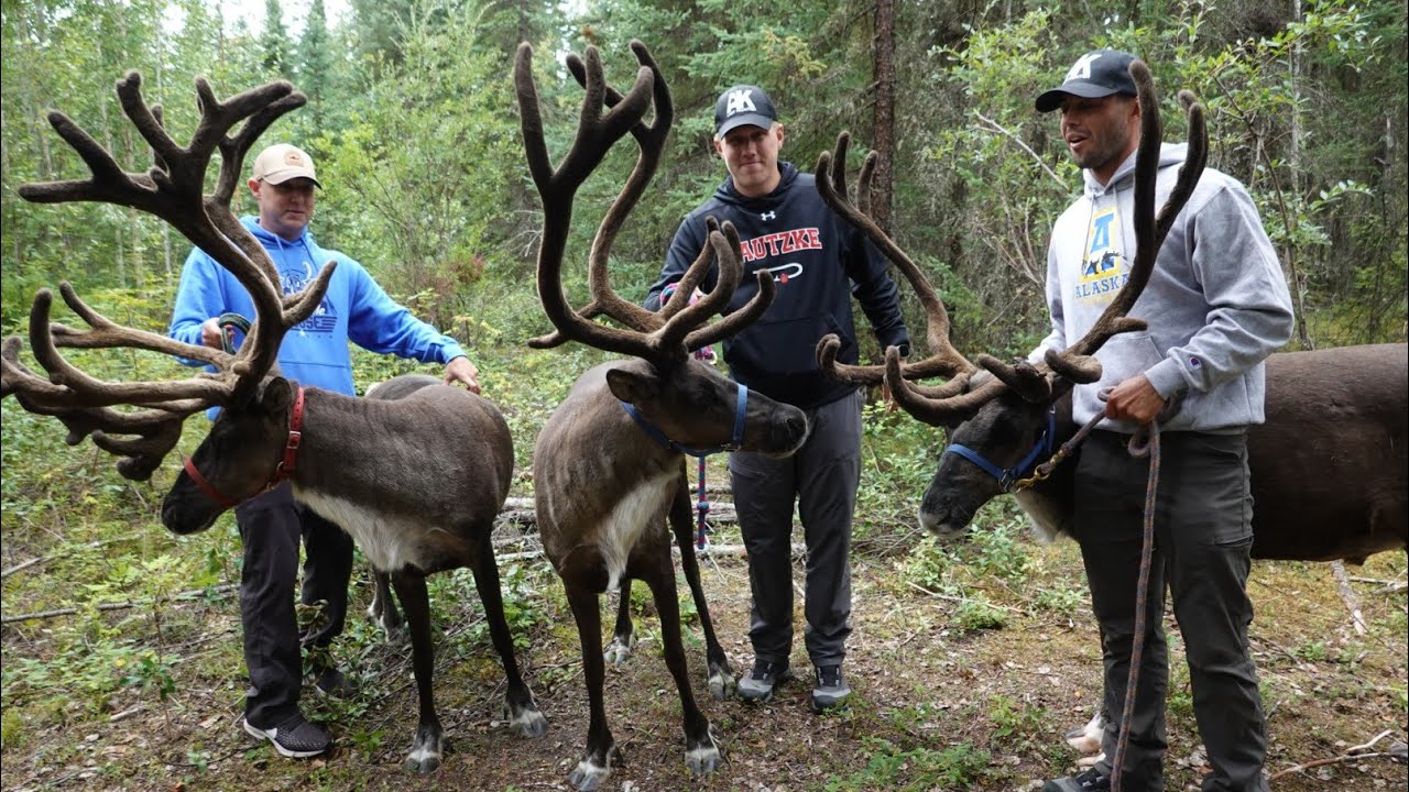 Chena Outdoor Collective: Walking with Reindeer in Fairbanks