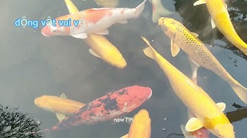 cá chép hoá rồng .đợi ngày ông công ,ông táo bay lên trời.