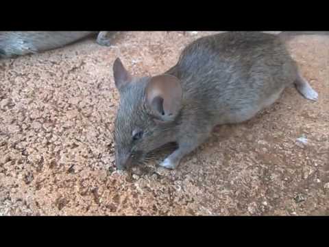 Comment Se Débarrasser Des Souris 911 Exterminateur