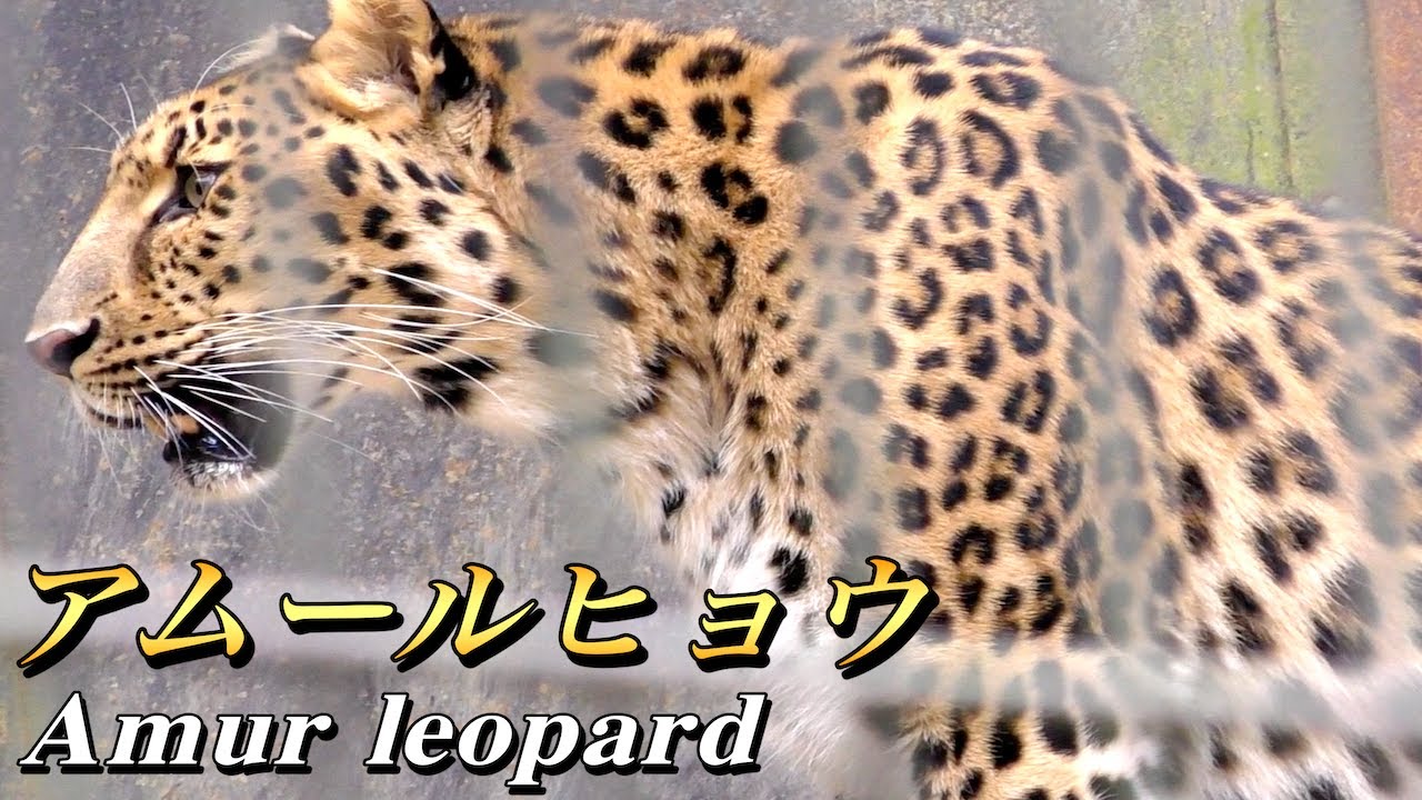 豹 ヒョウ アムールヒョウの生態 野生の生息数はごく僅か 絶滅が危惧されるネコ科の動物 Amur Leopard Youtube