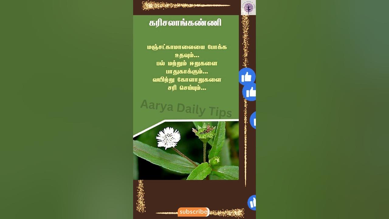 Karisalankanni Uses Benefits YouTube karisalankanni-uses-benefits-youtube