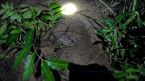 Bẫy chim cút đêm 2025 , Gia Cóp 60 Vlog