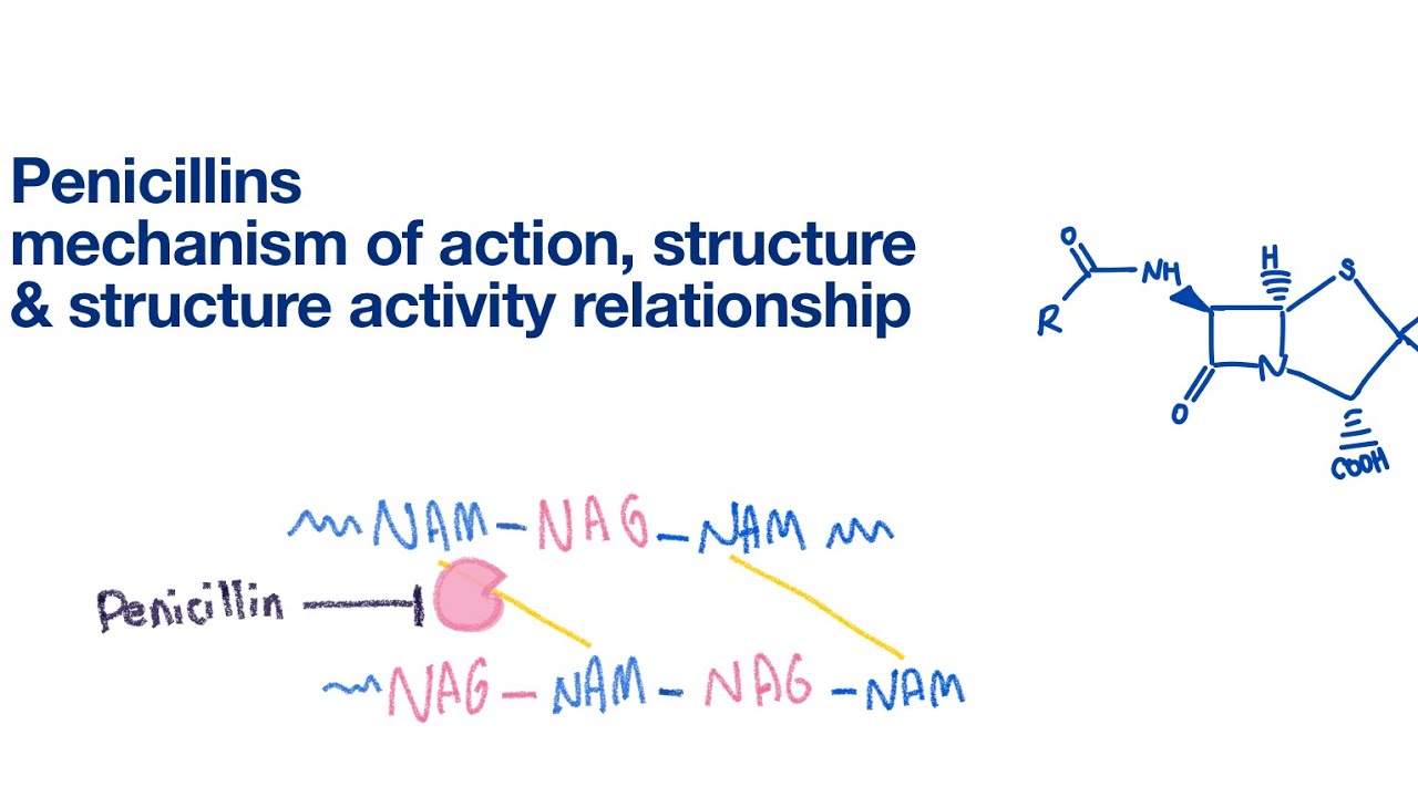 Penicillins Structure Sar And Mechanism Of Action Infectious