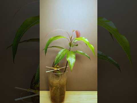 Growing Mango Tree from seed - Time lapse - #greentimelapse #gtl #timelapse