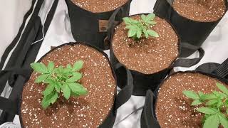 Dark Phoenix & Cheese Grow - Transplanting