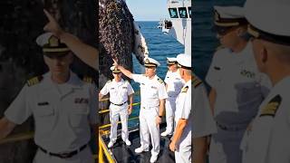 Navy team helping an albino whale