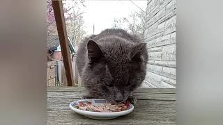 Cat Eating White Fish