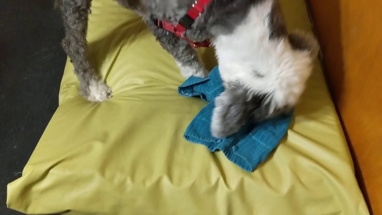 Blind Dog Enrichment Just an old towel with treats rolled up inside