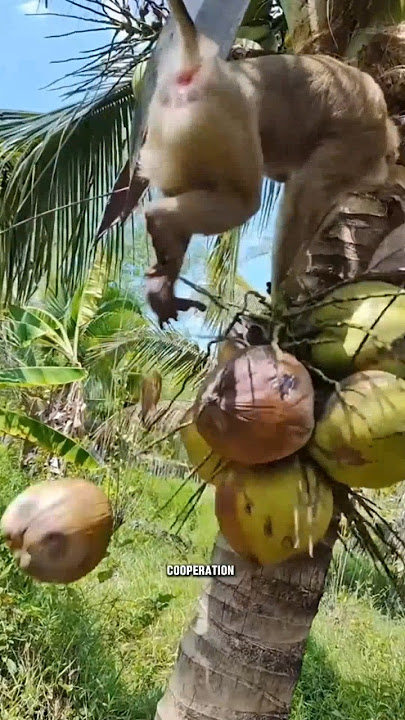 Facts about monkey picking coconut video #facts #monkey #animals #education #shorts #youtubeshorts