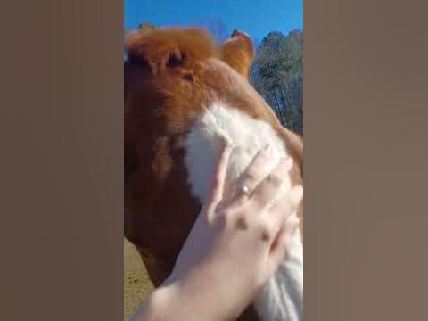macanoodles in his blankett - YouTube