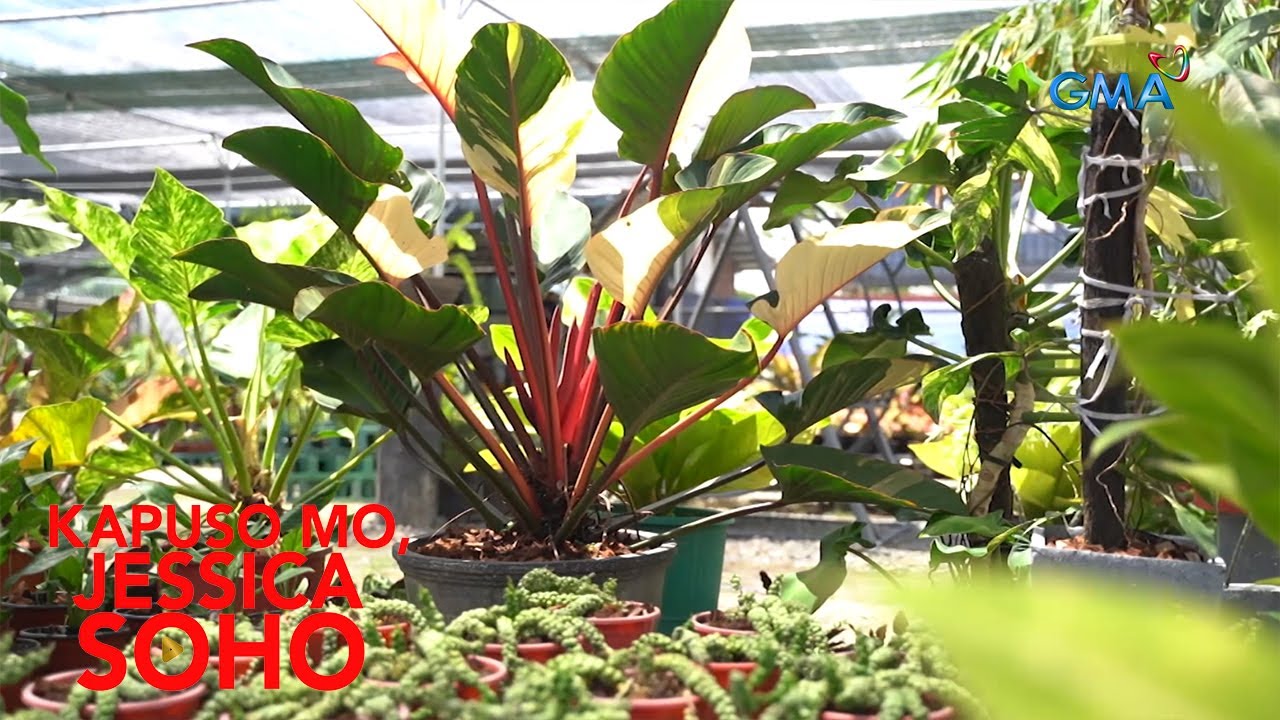 Kapuso Mo, Jessica Soho: MGA HALAMAN, GA-HIGANTE ANG LAKI?!