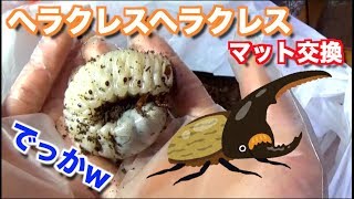 ヘラクレスオオカブトのジオラマ　交換可能 ヘラクレスオオカブトのジオラマ 交換可能