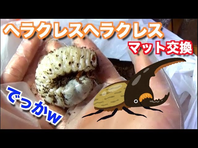 我が家で育てたヘラクレスオオカブトとメザスタ交換してくれませんか？ It's huge!] Hercules Hercules mat replacement - YouTube