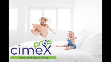 CImexPros Brooklyn, NY Bed Bug Exterminator  - 718-618-6478