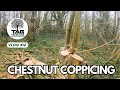Chestnut Coppicing – Sustainable Woodland Management | TAG Tree Care 🌳