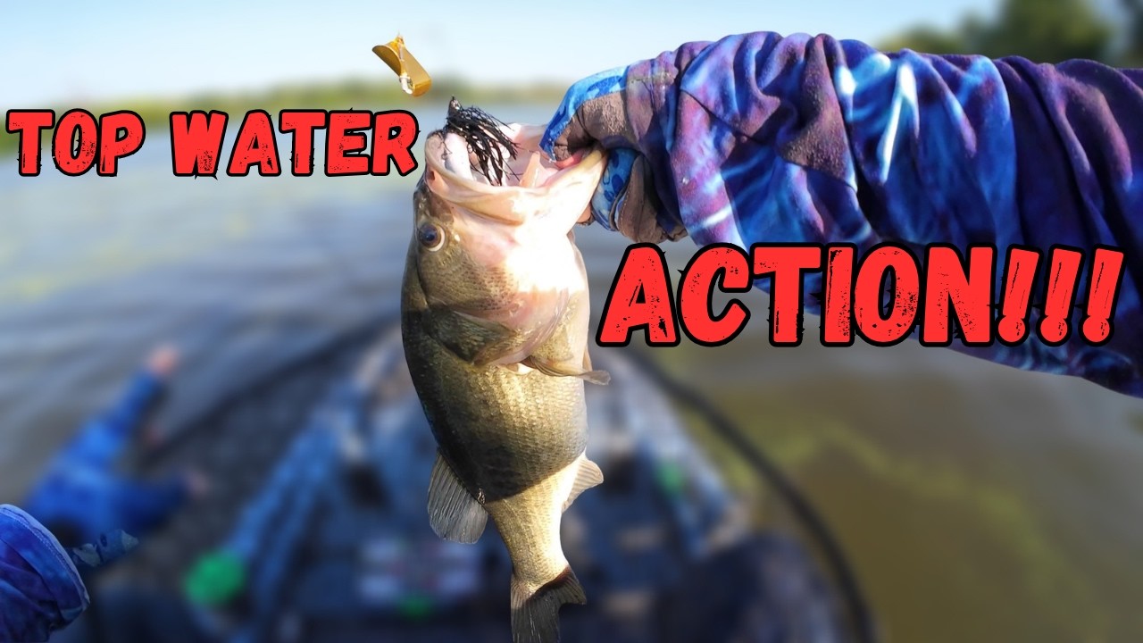 Top water bass action! This small lake was full of bass wanting to strike #bassfishing #midwest