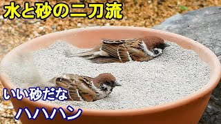 植木鉢でバードバス野鳥の砂浴び場春編雀は野鳥界の二刀流ヒヨドリ/シジュウカラ/スズメ