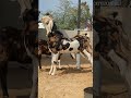 #topquality #gujri #danpura #bloodline #goat #brider #beautifullgoats #100billionsubscriber