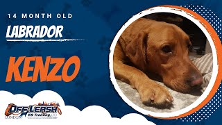 Kenzo | Labrador | Dog Training in London