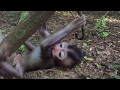 Tired of Those Babies ! Newborn Monkeys Causing Thier Mothers Getting Angry