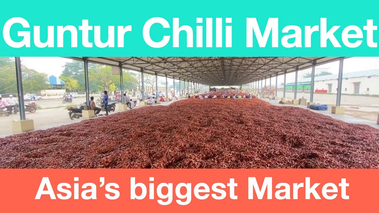 Guntur Chilli Market Guntur Mirchi Yard YouTube