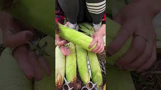 Information Rural Farmer #5166 Update