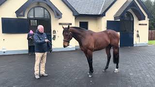 Paddington at Coolmore Stud