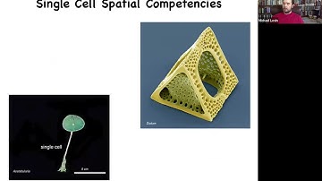 Michael Levin: Intelligence Beyond the Brain