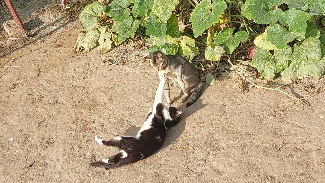 Funny cat compilation videos 2025 , cute baby kittens meowing ,kittens sounds