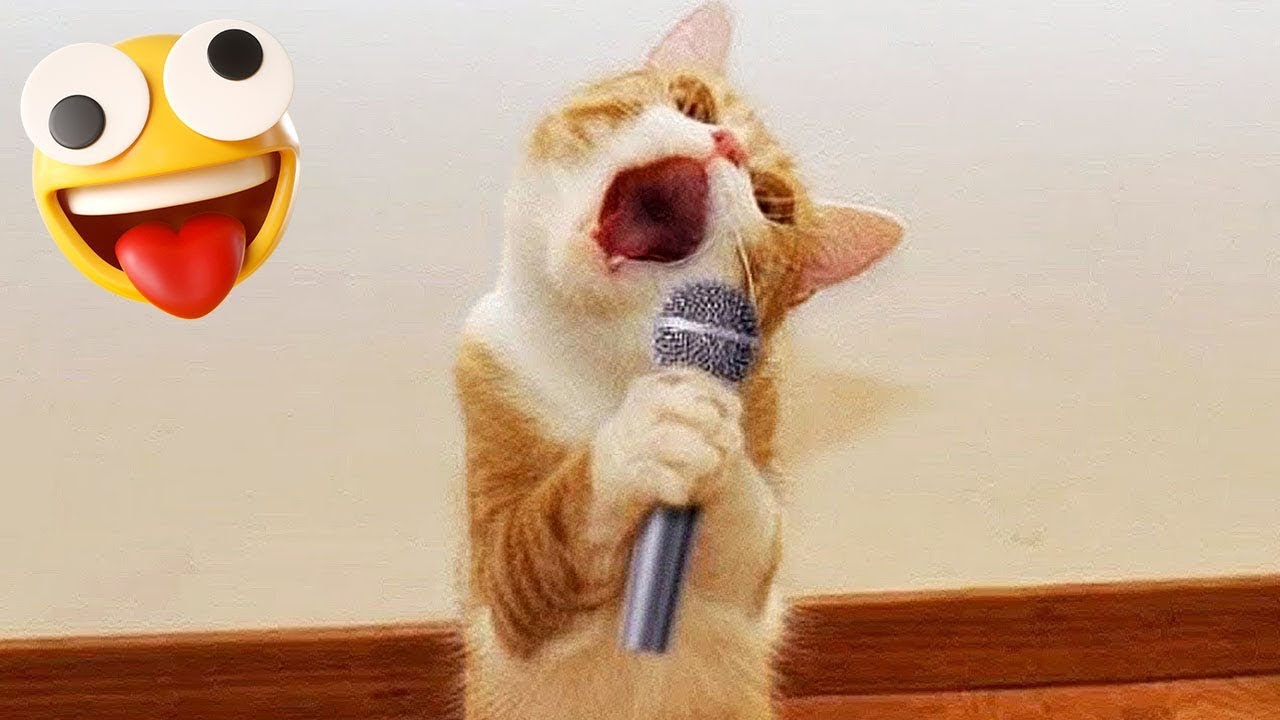 Funny Animal Moments Will Make Your Day #25 - YouTube