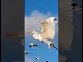 Bird watcher bants #ukcomedy #britishhumour #BritainUnhinged