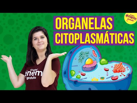 Vídeo: Qual organela é responsável pela maturação cisternal?