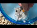 イヤイヤ期のハムスター【こんぺいマーチ】