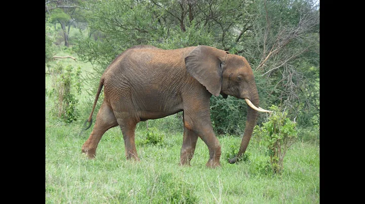Africa Lesson