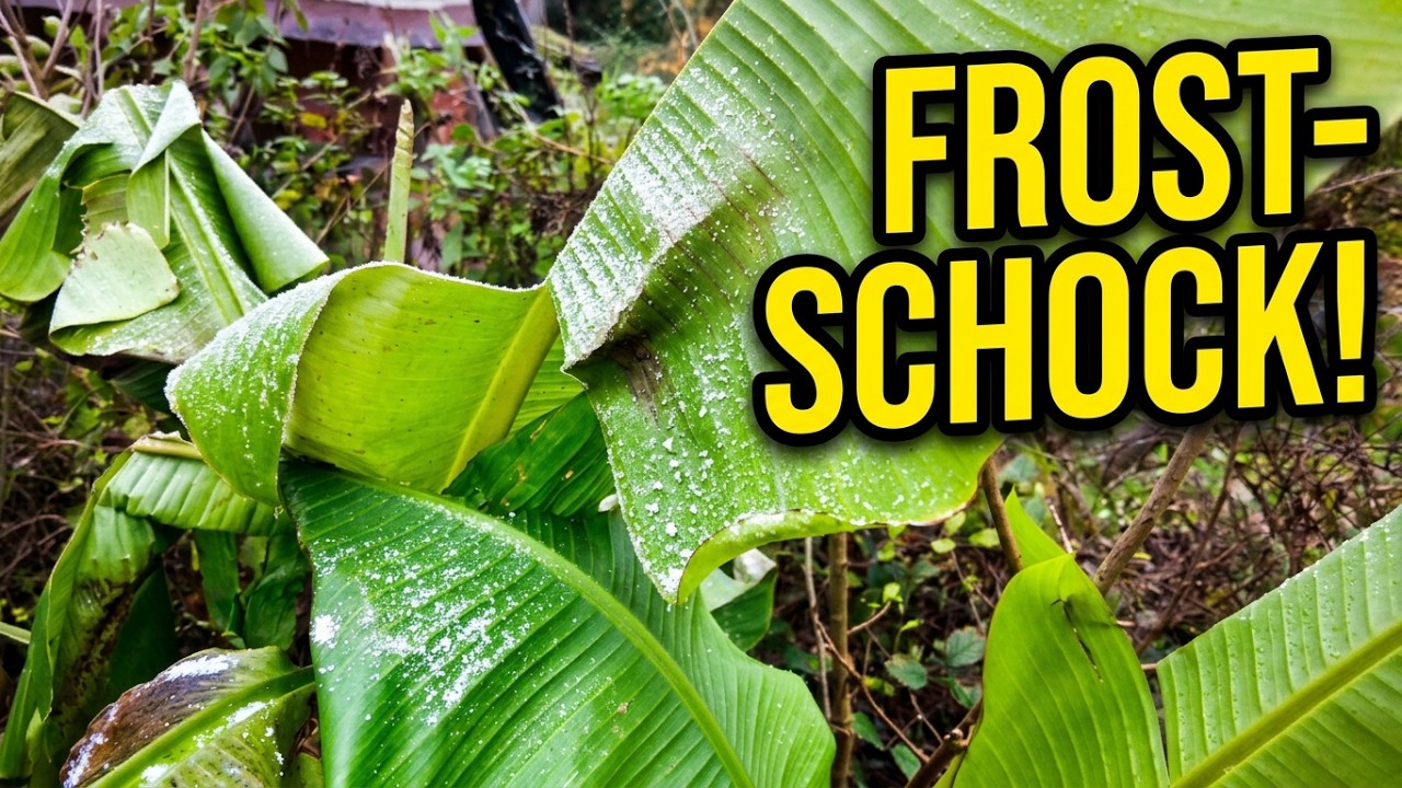 Banane, Kiwi & Pistazie: Gartenrundgang vor dem Frost