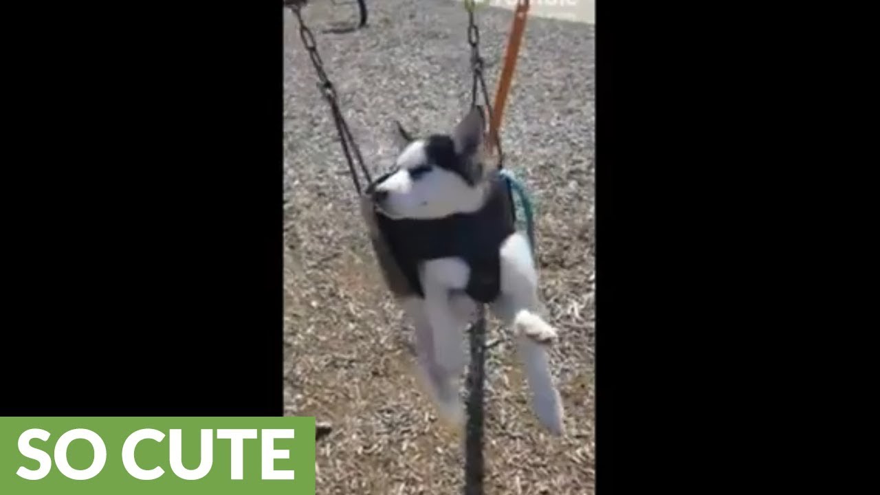 videos for cats Husky puppy nearly falls asleep in swing set