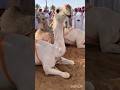 small to giant animal transformation
