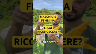 Come RICONOSCERE fiore MASCHIO dal fiore FEMMINA nella ZUCCHINA?
