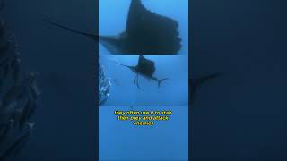 What would happen if you accidentally hit a swordfish? #shorts